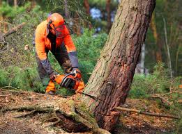 Best Commercial Tree Services  in Mapleton, MN